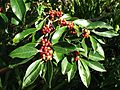 Ilex mitis - Cape Holly tree - berries detail 3