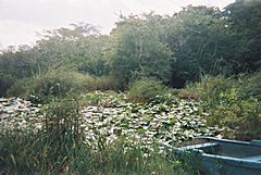 Isla de la Juventud - Crocodile area.JPG