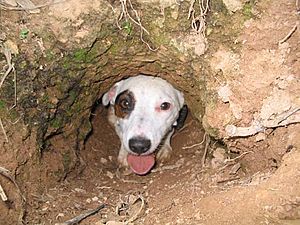 Archivo:Jack Russell Terrier exits den pipe