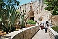 Jerusalem Porte de Sion Cactus