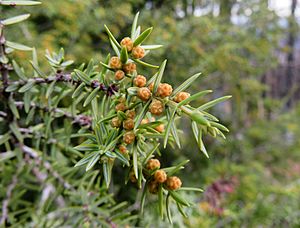 Archivo:Juniperus oxycedrus 2601