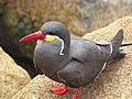 Larosterna inca -Lima, Peru -adult-8 (1)
