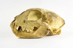 Archivo:Lynx lynx crâne