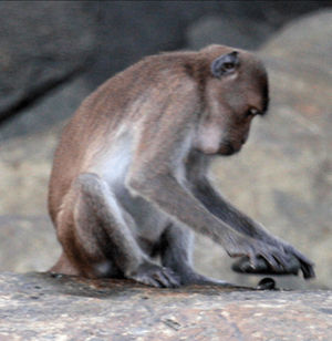 Archivo:Macaca fascicularis aurea using a stone tool - journal.pone.0072872.g002f