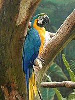 Archivo:Macaw-jpatokal