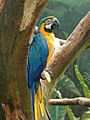 Macaw-jpatokal