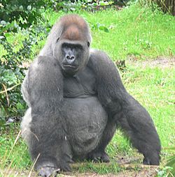 Archivo:Male silverback Gorilla