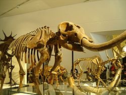 Archivo:Mammut americanum ROM - American Mastodon