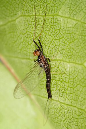 Archivo:Mayfly - atalophlebia