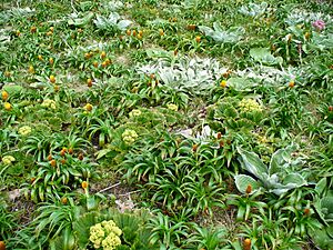 Archivo:Megaherb community 3