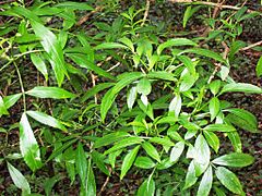 Native Elder Mt Tomah.jpg