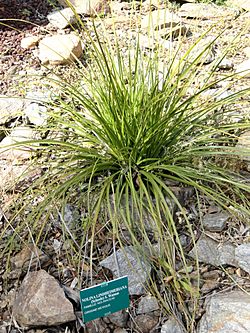 Nolina lindheimeriana - Jardin d'oiseaux tropicaux - DSC05003.JPG