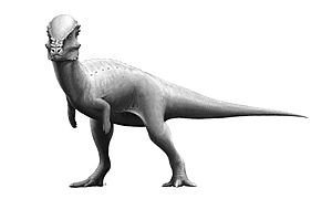 Archivo:Pachycephalosaurus Reconstruction