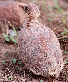 Archivo:Painted sandgrouse chick