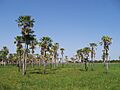 Palm trees in Resistencia