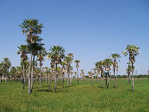 Archivo:Palm trees in Resistencia