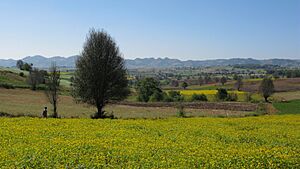 Archivo:Pangetkon, Shan Hills, Myanmar, Landscape with trees amidst the fields full of flowers, remote location in Myanmar (Burma)