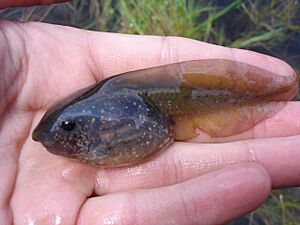 Archivo:Pelobates fuscus czech republic na plachte