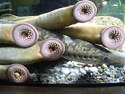 Petromyzon marinus.001 - Aquarium Finisterrae.jpg