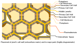 Archivo:Plant Cell Wall