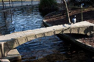 Archivo:Pont béton - Jardin des Plantes (Grenoble)