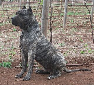 Presa Canario.jpg