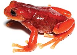 Pristimantis erythros - 2.jpg