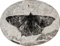 Prodryas