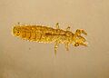 Protura specimen (Acerentomon species) micrograph