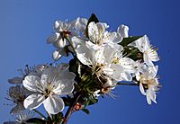 Prunus cerasus p.jpg