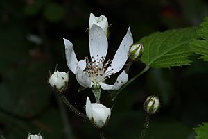 Archivo:Rubus ursinus 0930