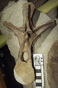 Archivo:Rueckenwirbel Europasaurus