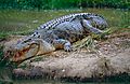 Saltwater Crocodile (Crocodylus porosus) (10106331165)