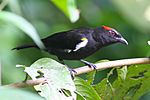 Archivo:Scarlet-browed Tanager (Heterospingus xanthopygius (8079749074)
