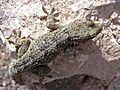 Spiny gecko lanzarote
