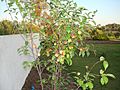 Splash pluot