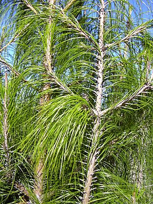 Archivo:Starr 040214-0041 Pinus patula
