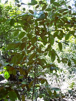 Starr 040812-0065 Chrysophyllum oliviforme.jpg