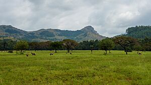 Archivo:Swaziland (32819536884)