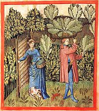 Archivo:Tacuinum Sanitatis-cabbage harvest