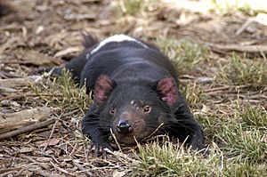 Archivo:Tasmanian Devil resting