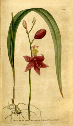 Archivo:The Botanical Magazine, Plate 116 (Volume 4, 1791)