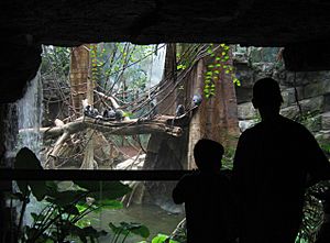 Archivo:Trachypithecus cristatus at the Bronx Zoo 001