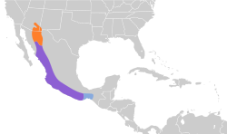 Distribución geográfica del tirano piquigrueso.
