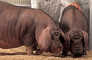Archivo:USDA ARS Meishan pig-Cropped