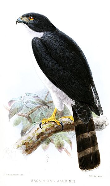 UrospiziasJardineiKeulemans
