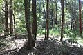 Wallumatta turpentine