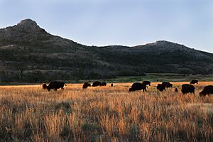 Archivo:Wichita Mountains Bison
