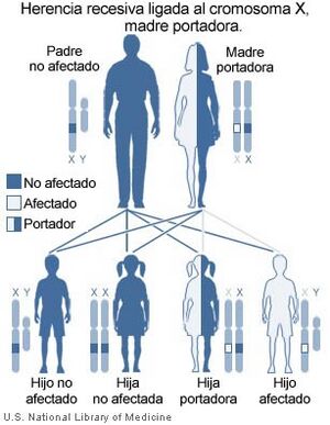 Archivo:XlinkRecessive es