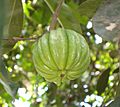 കുടപ്പുളി